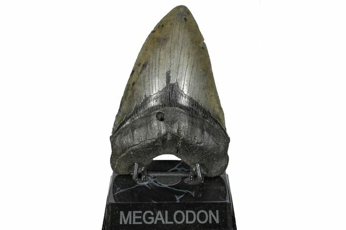 Huge, Fossil Megalodon Tooth - South Carolina #168016